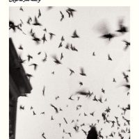 داستان لوسی گولت/بیدگل