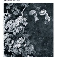 آن قدر سرد که برف ببارد/بیدگل